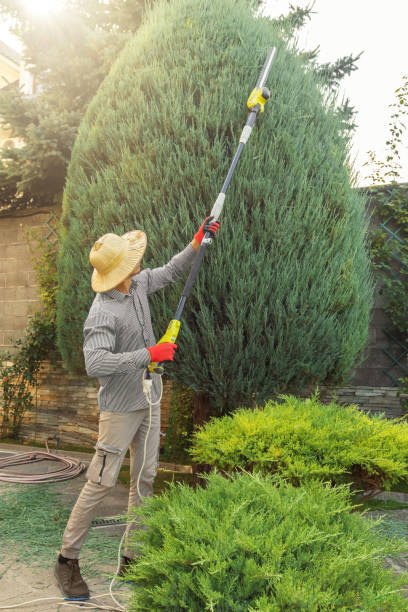 Lawn Irrigation Installation and Maintenance in Ivanhoe, CA